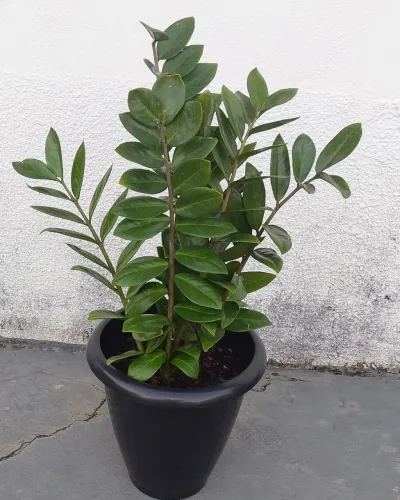 Vendo 