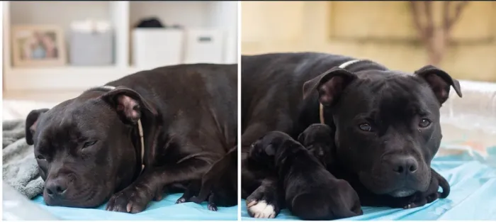 Staffordshire Bull Terrier