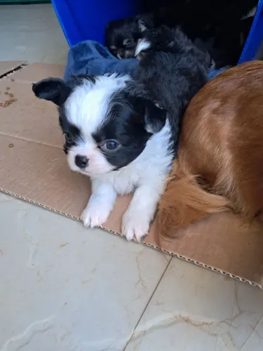 Filhotes chihuahua