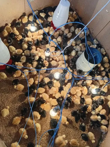 Pintos caipira diversas raças e idades