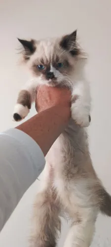 Gato angora 