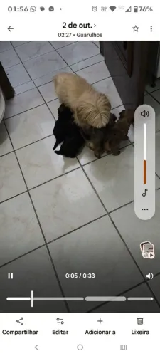 Doação de filhote shytsu