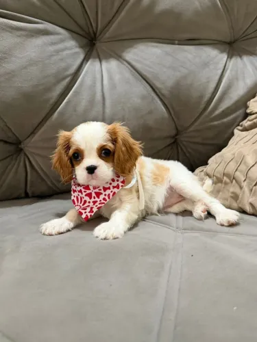 Filhote de Cavalier King Charles