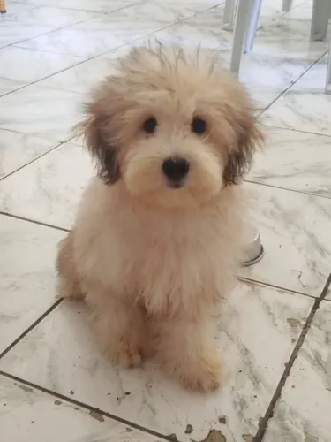 Cachorro Poodle/ Shitzu