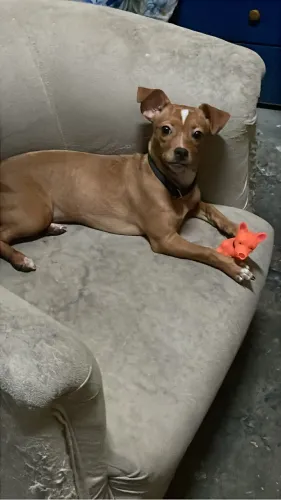Pinsher