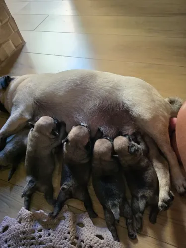 FILHOTES DE PUG