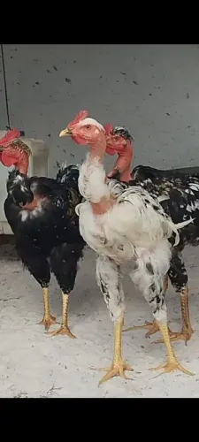 Três frango balão Sergipano pescoço pelado com cinco meses 