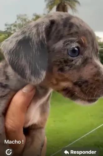 Basset teckel rico em amor 