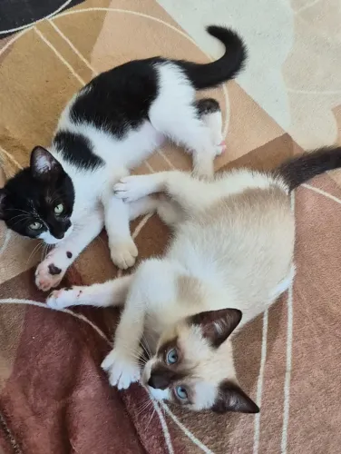 Gatos filhotes (fêmeas)