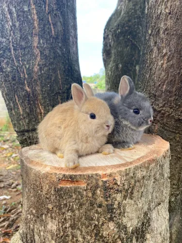 ? COELHO ANÃO NETHERLAND DWARF ? SUPER PEQUENO!