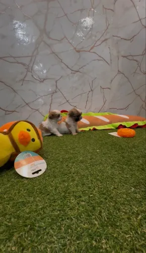 Shih Tzu Fêmea e Macho 10x no cartão 