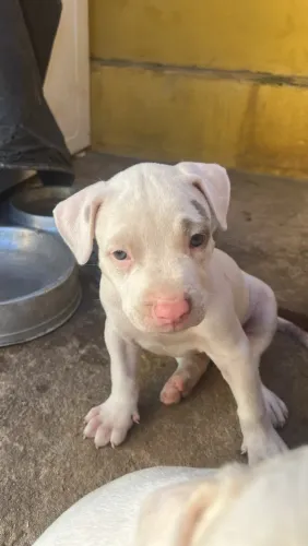 Filhotes Brancos de Pit Bull (Macho e Femea) Raça Pura
