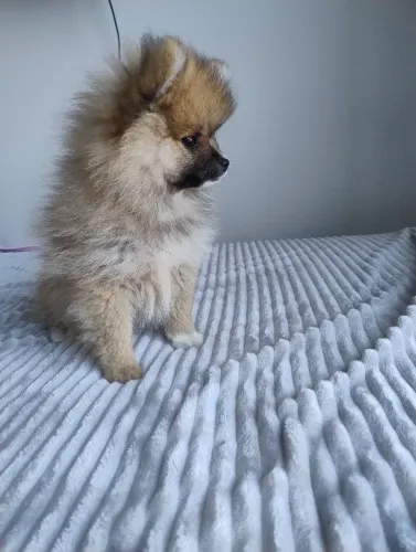 Macho spitz alemao