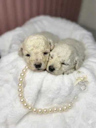 Poodle micro 
