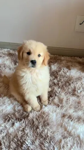 Golden Retriever : Alegria para sua casa Puros