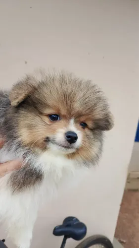 Spitz alemão/ lulu da pomerania 