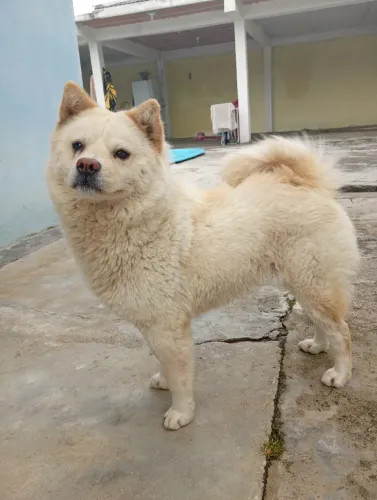 Doação fêmea de Chow chow