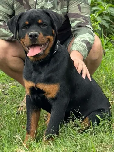 Rottweiler