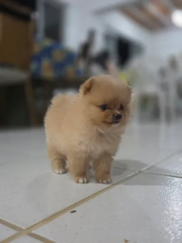 Fêmea anã  de Lulu da Pomerânea 