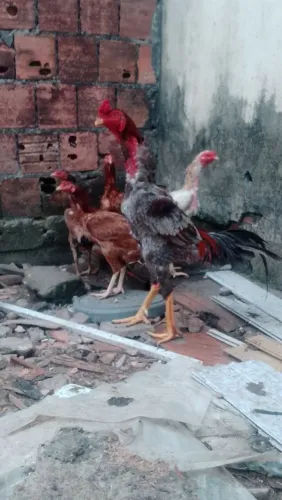 Galo de raça carioca puro