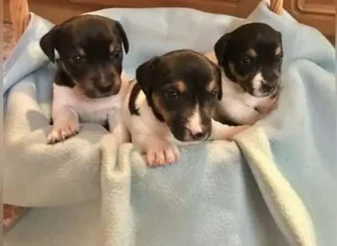 jack russel x pinscher 