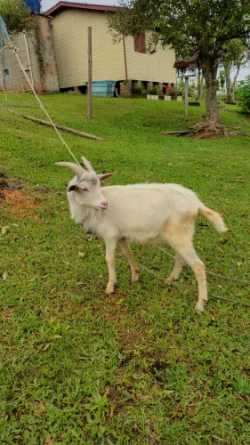 Cabrito Sane