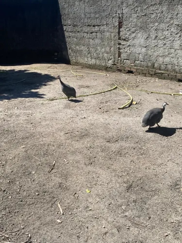 Vendo dois Guinés machos