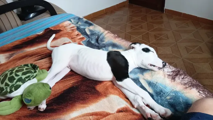 DOA-SE FILHOTE DE PITTBULL QUASE 6 MESES
