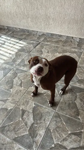Doação responsável pit bul fêmea castrada 