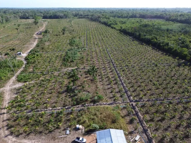 Área para açaí - 47 ha - Alça Viária