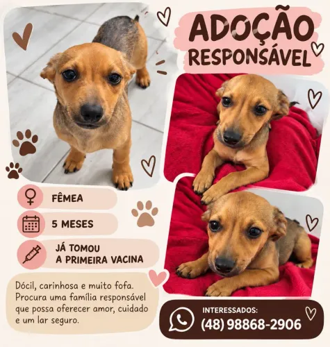 Doação pet