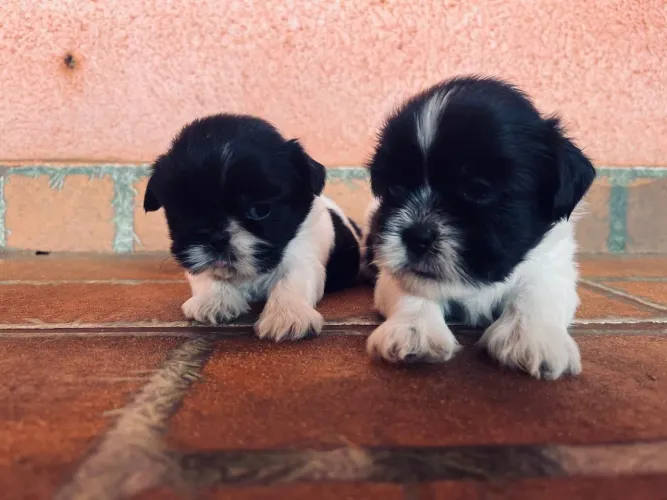 Vendo Filhotes de Shi tzu puro