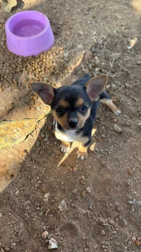Pinscher macho
