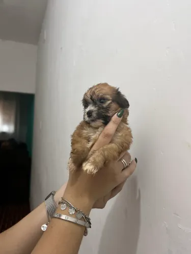 Filhote Shitzu com maltês