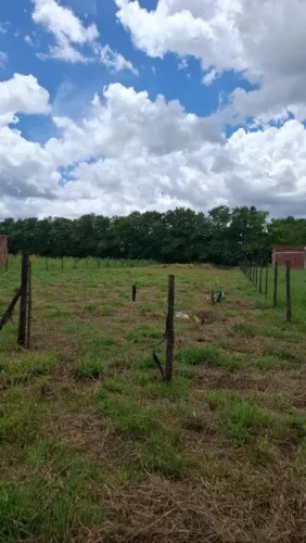 Lote em Fazendinha Ouro Verde GO