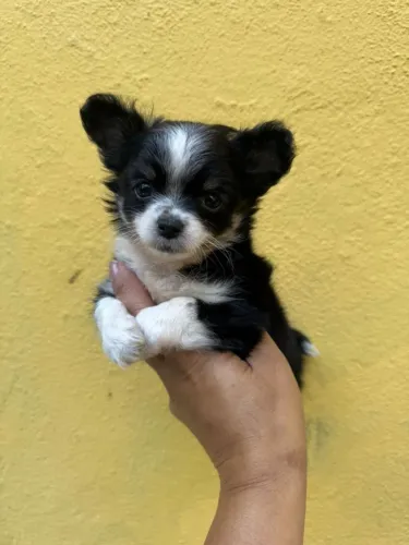 Chihuahua lindos filhotes disponiveis