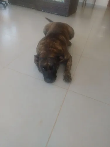 Presa canário procurar fêmea