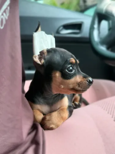 Pinscher 0/1 