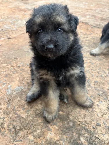Cachorro Pastor Alemão Capa Preta