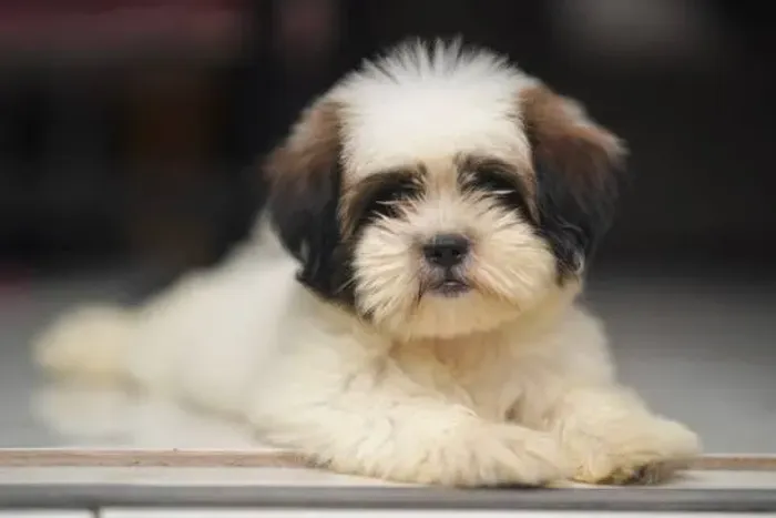 ? Lhasa Apso | Filhotes Encantadores e Cheios de Charme