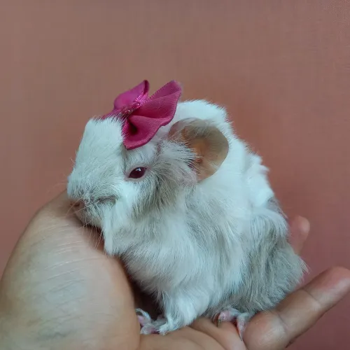 Porquinho da Índia Angorá