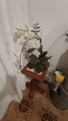 Linda orquídea branca