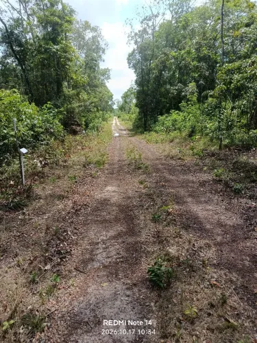 Vendo terrenos no Apeú (cabeceira)?
