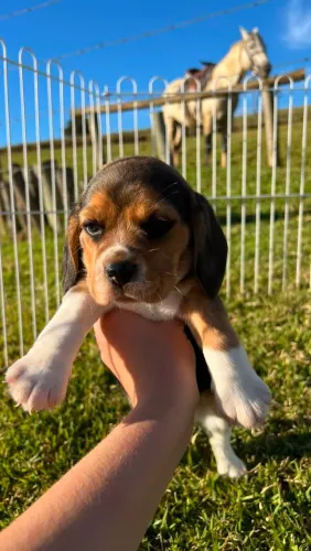 BEAGLES LINDOS