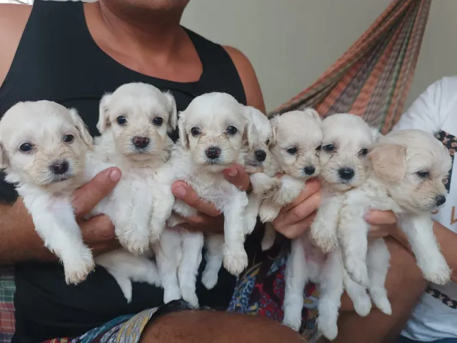 Vende-se filhotes de poodle