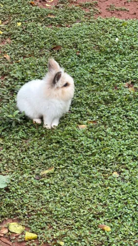 Vende-Se Coelhos Filhotes