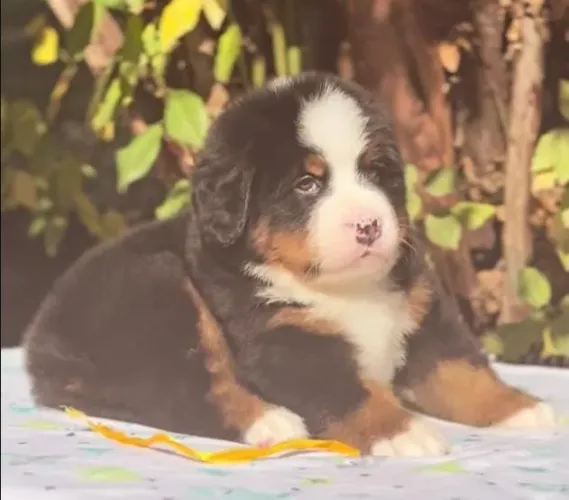 Filhotes de Bernese | Filhotes cheios de simpatia.
