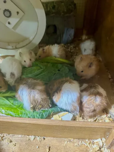 Hamster sírio angora 