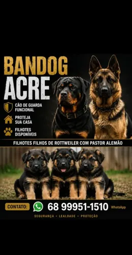 BANDOG ACRE   CÃES  DE GUARDA E PROTEÇÃO 
