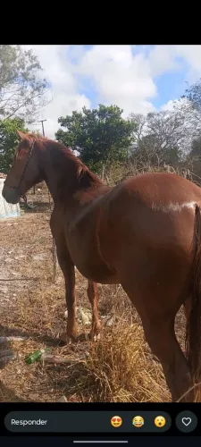 Cavalo Mangalarga Machador 